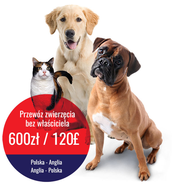 przewóz zwierząt Polska-Anglia