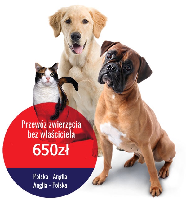 przewóz zwierząt Polska-Anglia